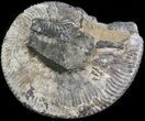 Wide Kosmoceras Ammonite - England #42663-1